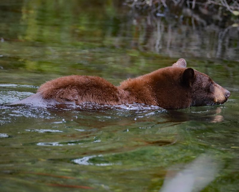 Out for a Morning Swim