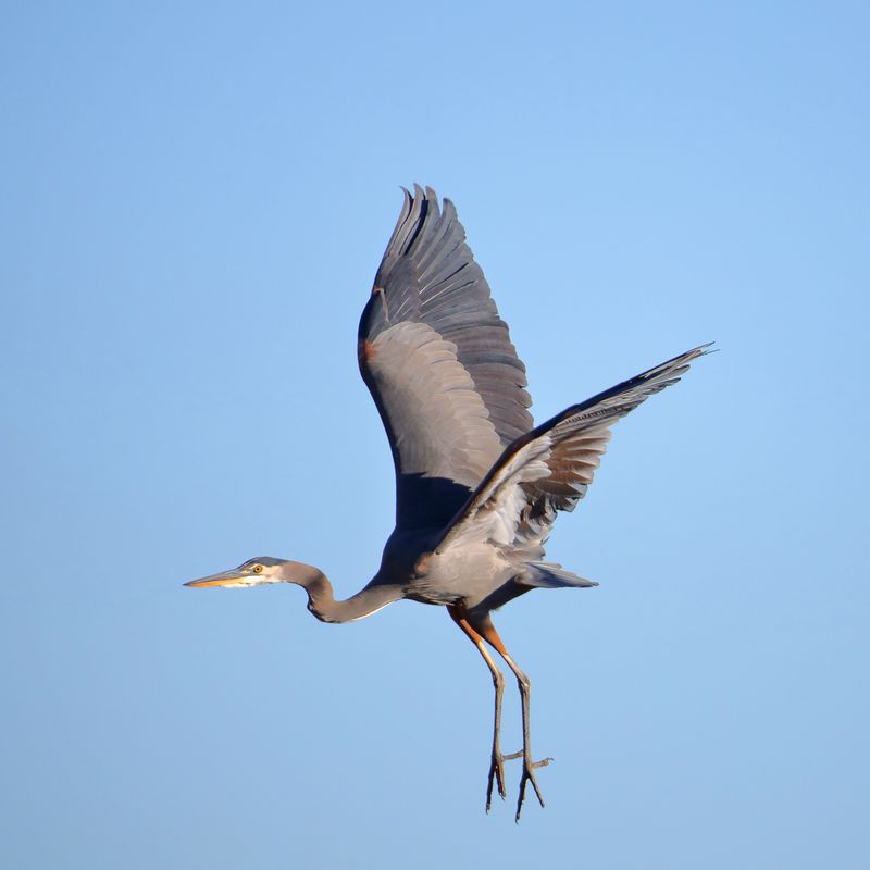 Taking Flight