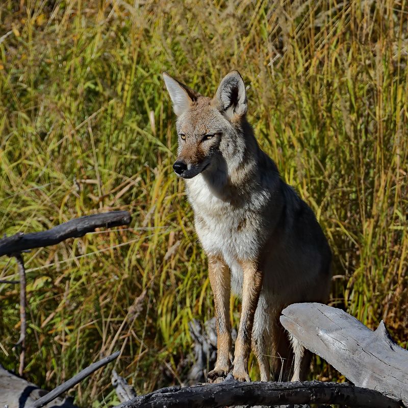 Coyote Hunt