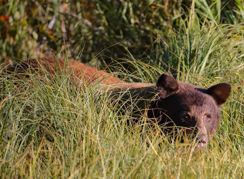 I'm Watching You Wildlife Paparazzo