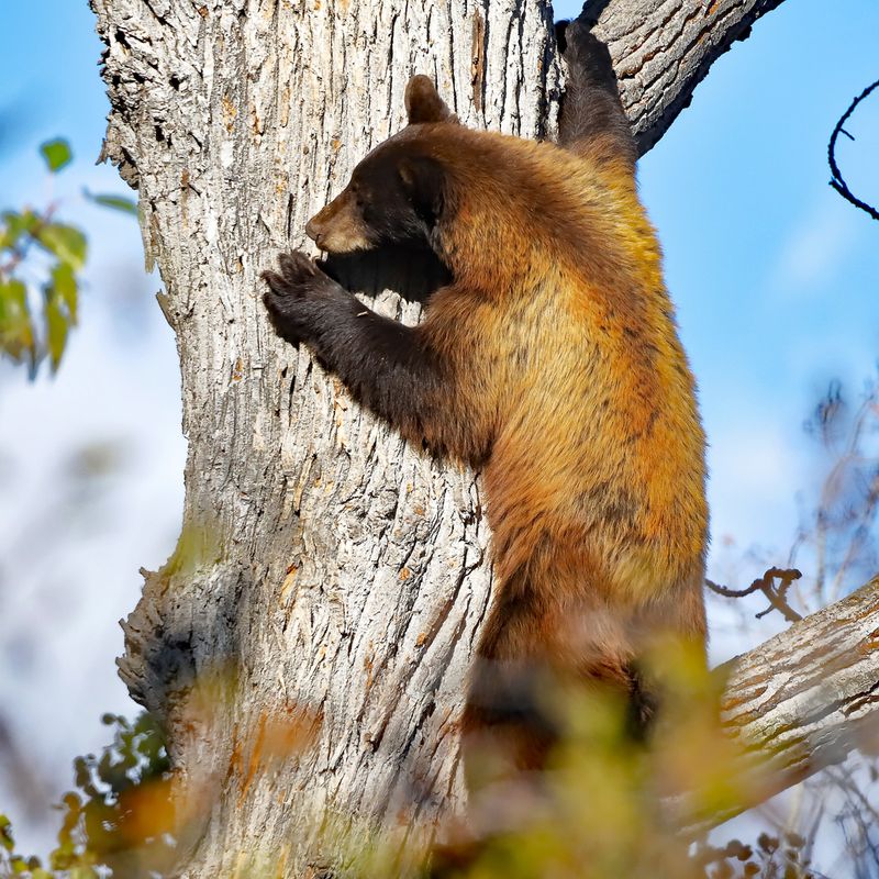 Free Climbing Bear