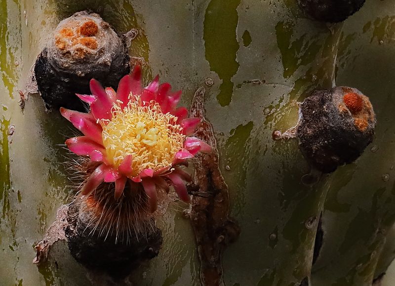 Cactus Pink and Yellow