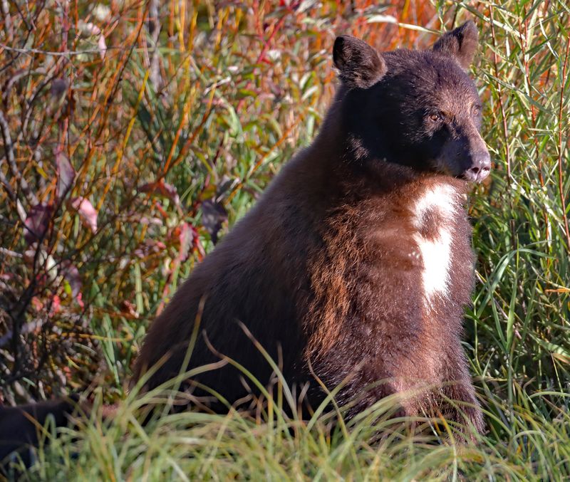 Keeping an Eye on the Wildlife Paparazzo