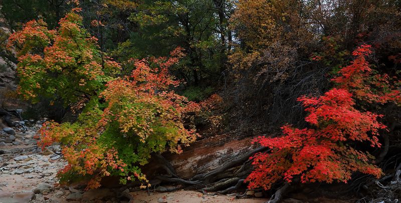 Transition to Autumn