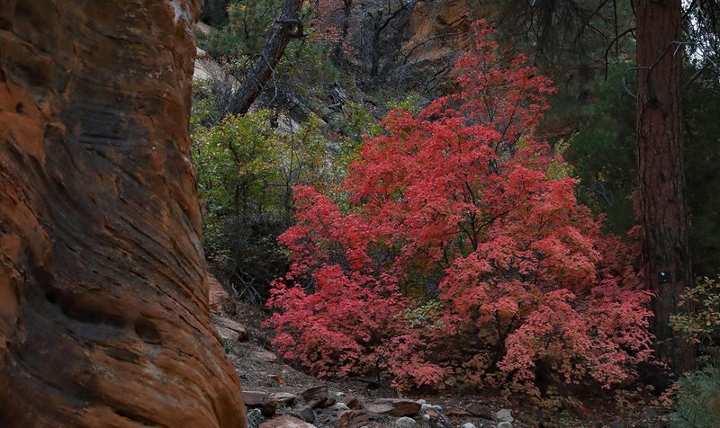 Zion Christmas Tree