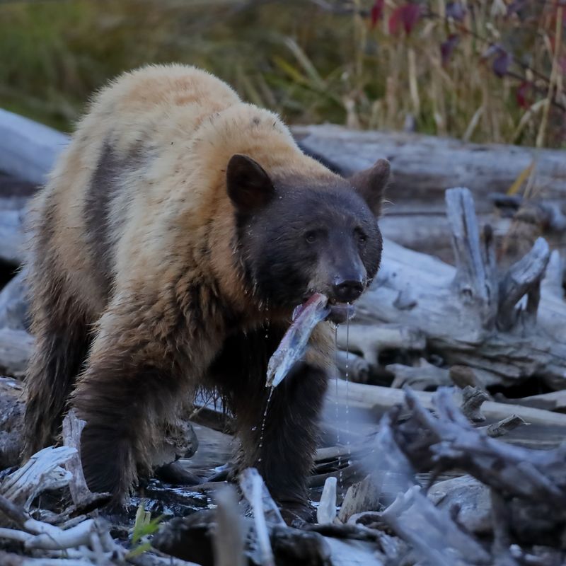 Salmon Snack