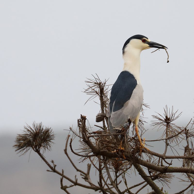 Collecting Nesting Materials