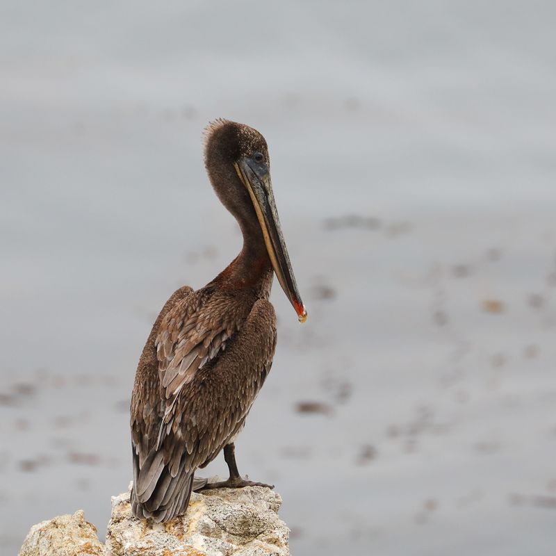 Brown Pelican