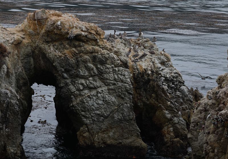 Coastline Arch Pelican Point