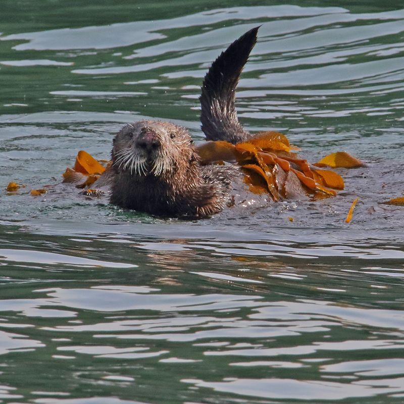 Kelp Blanket