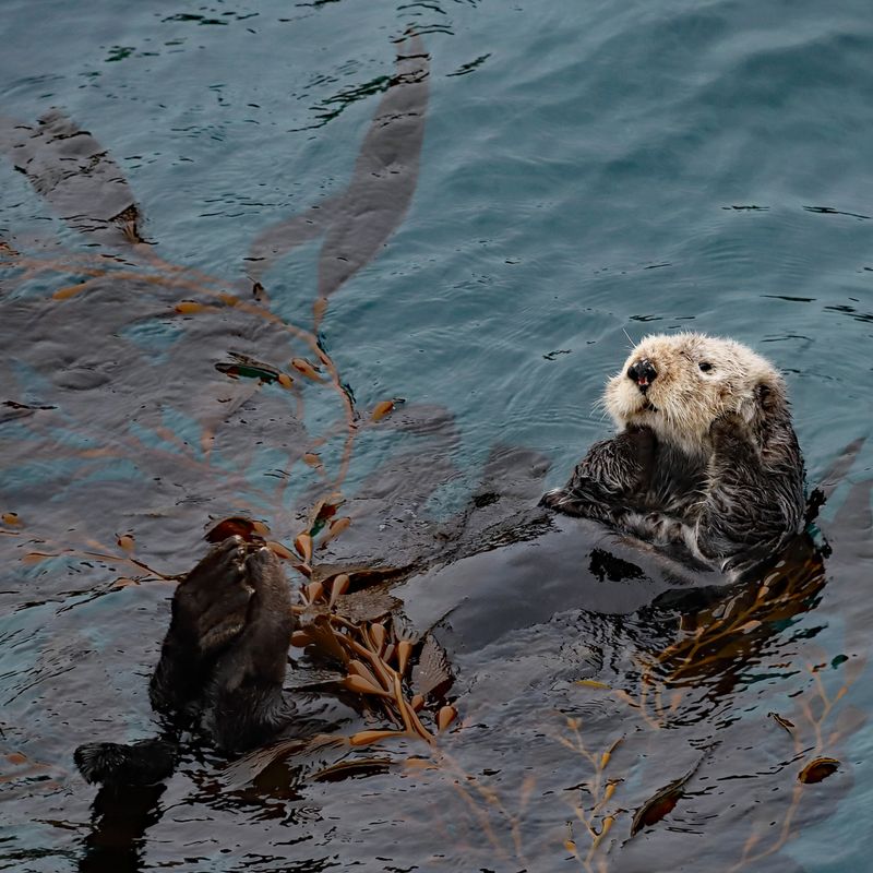 Floating on the Kelp