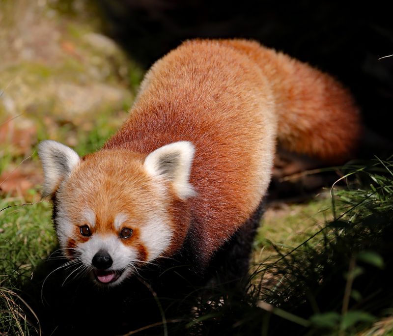 Zoo Portraits