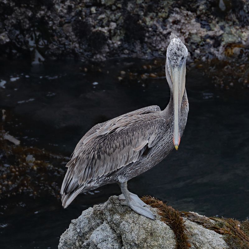 Brown Pelican