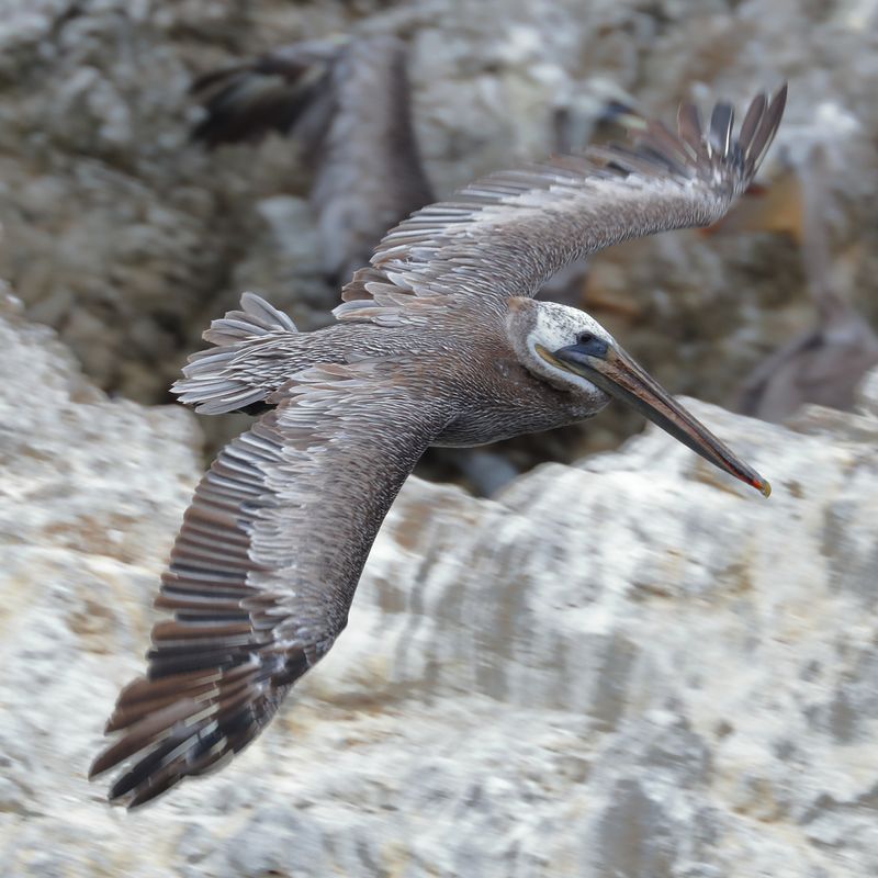 Cleared to Land