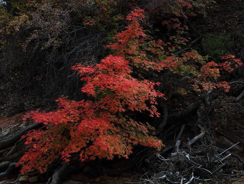 Flaming Autumn Red