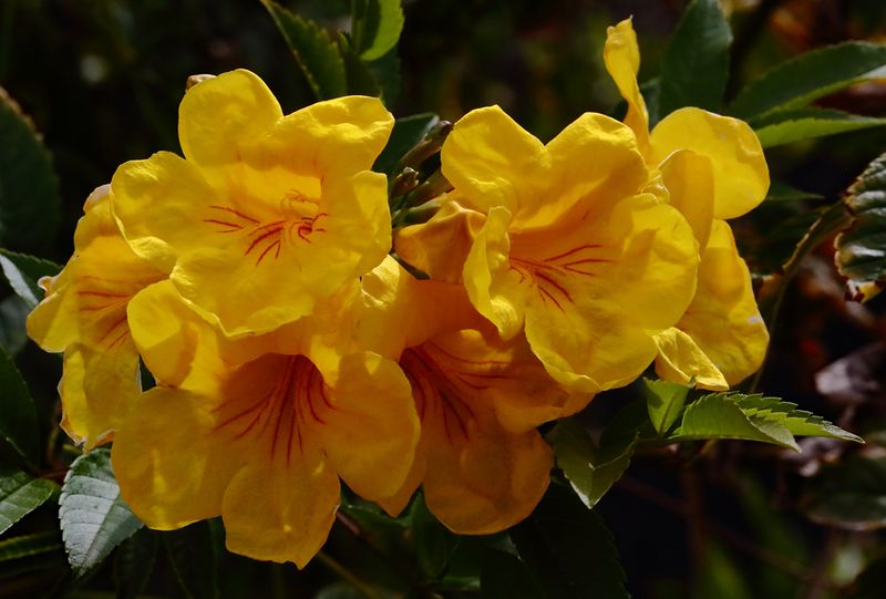 Yellow Flower Gallery
