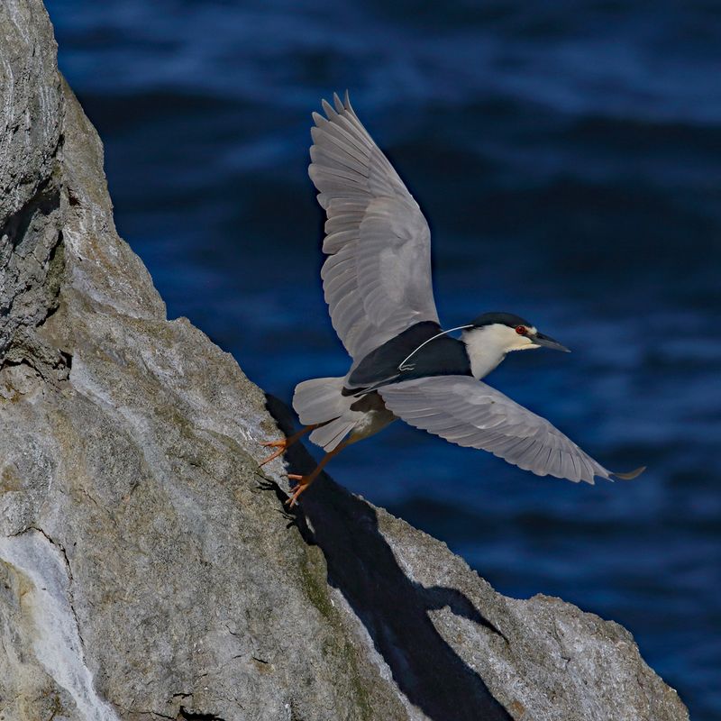 Bird Gallery