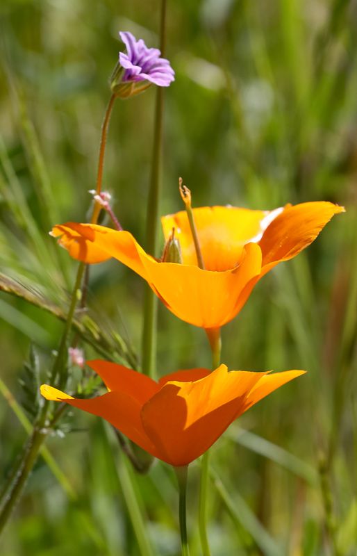 Orange Flower Gallery