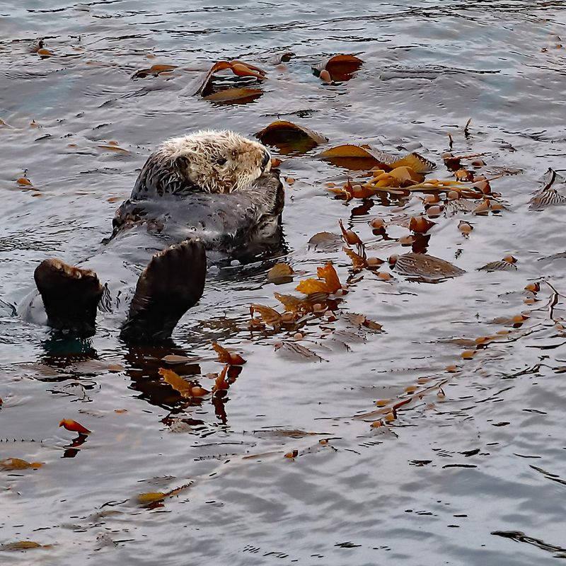 Hanging Out in the Kelp