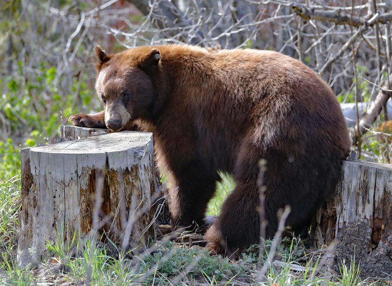Sniffing Around for Termites 