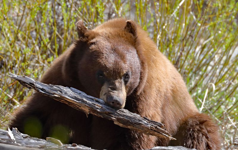 Bear Toothpick
