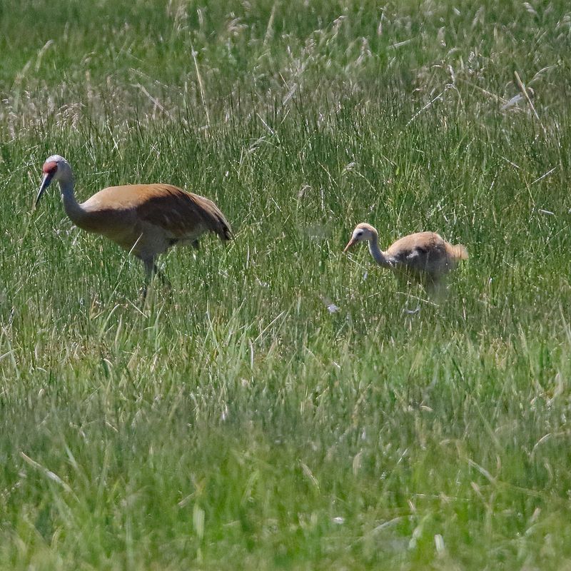 Parent & Child