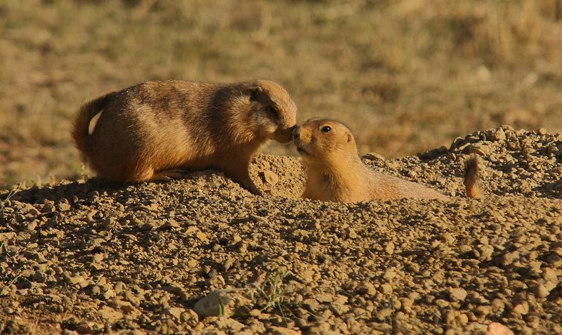 Prairie Dog Gallery