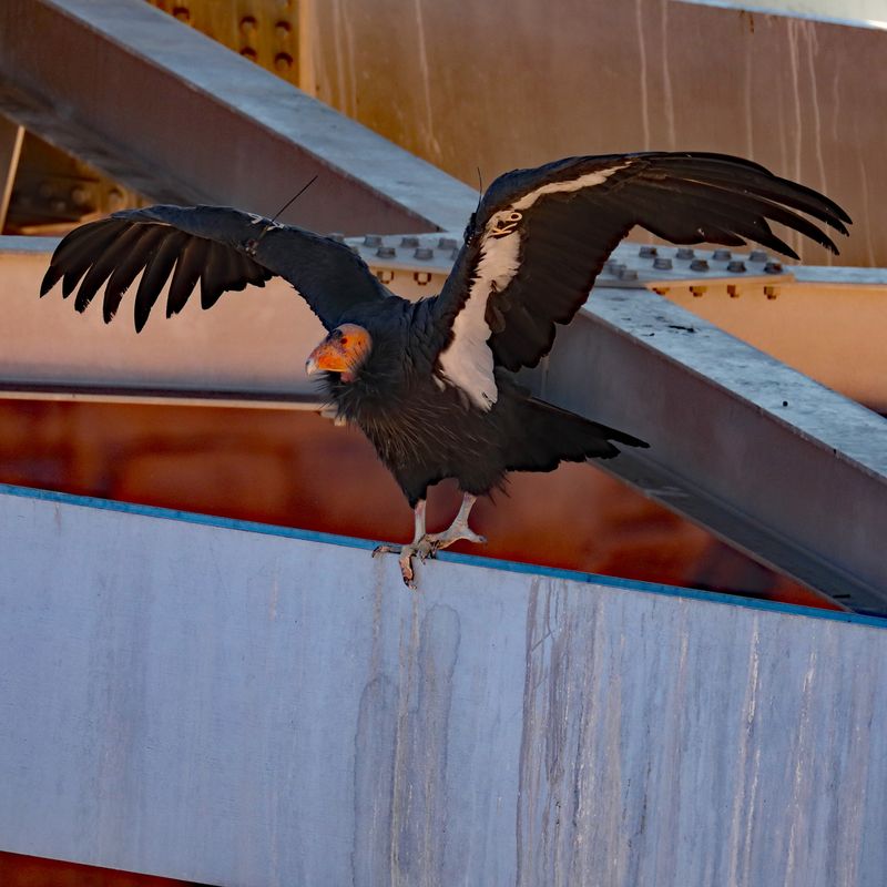 Taking Flight