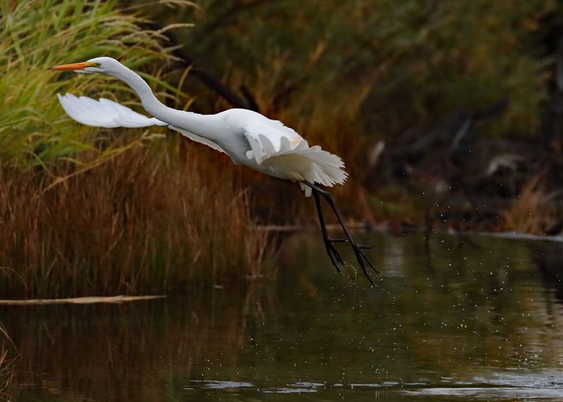 Taking Flight