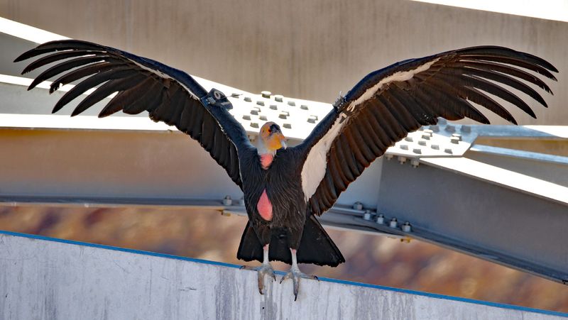 Spread Your Wings and Fly