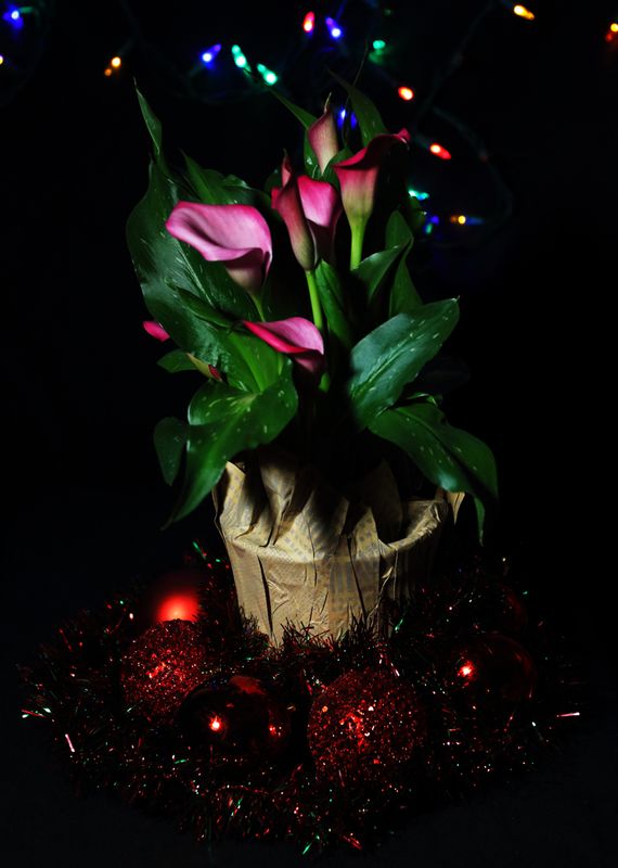 Merry Christmas from the Heart