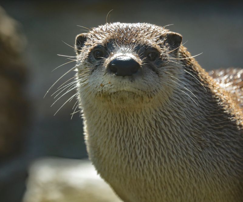North American River Otter