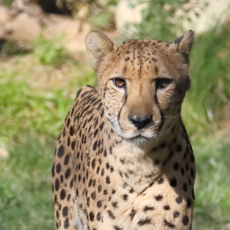 The Stare of a Hunter