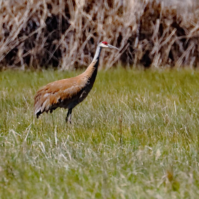 Sandhill Crane 