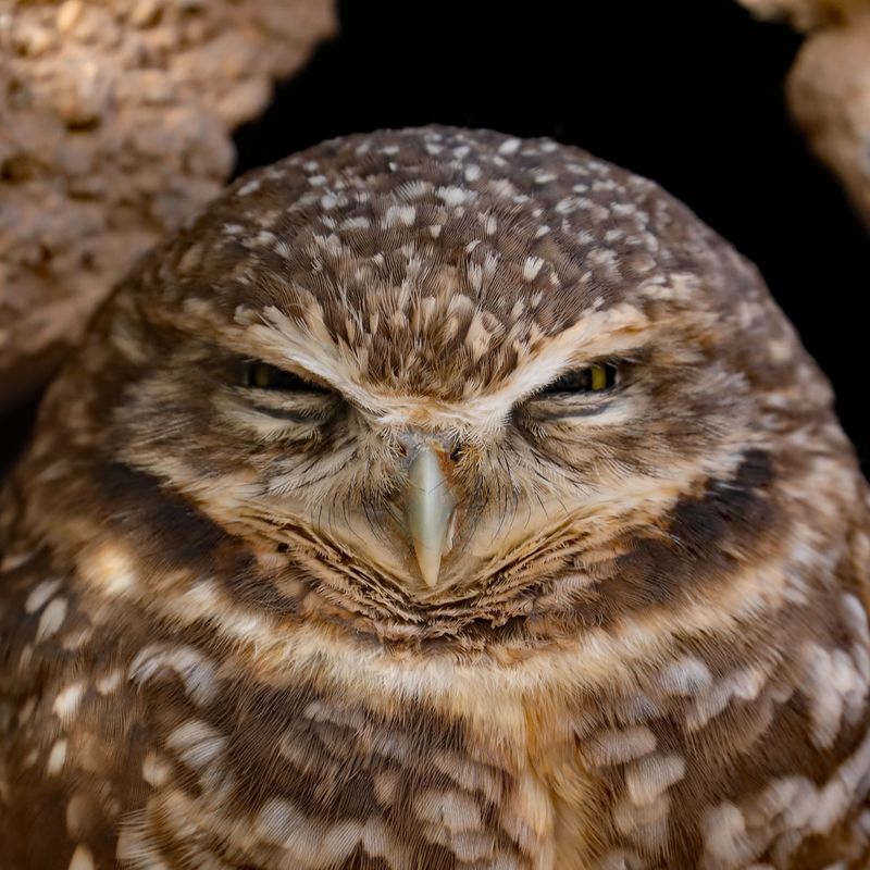 Zoo Grouch