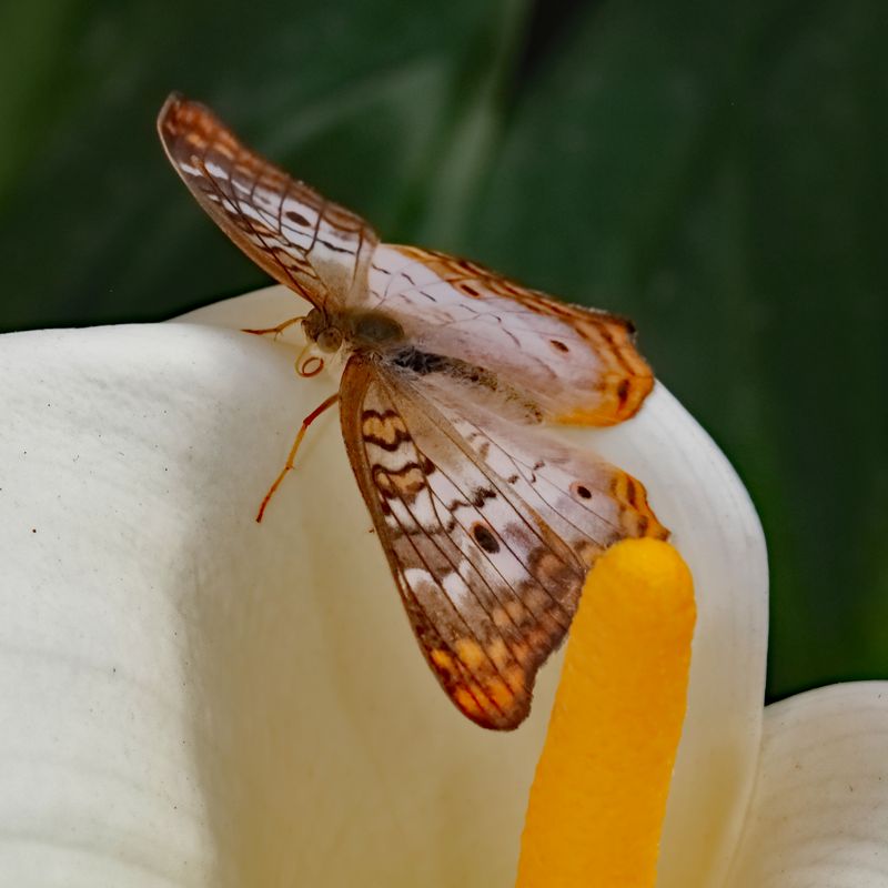 Butterflies and Other Bugs