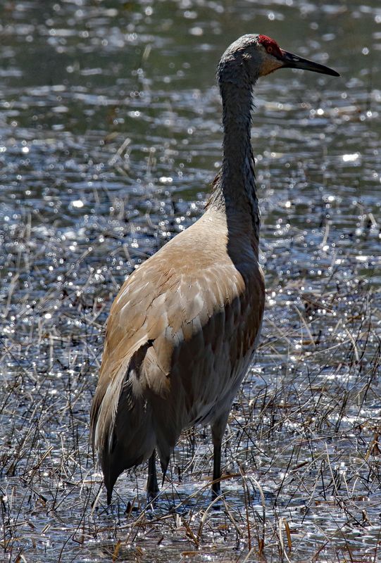 Bird Gallery