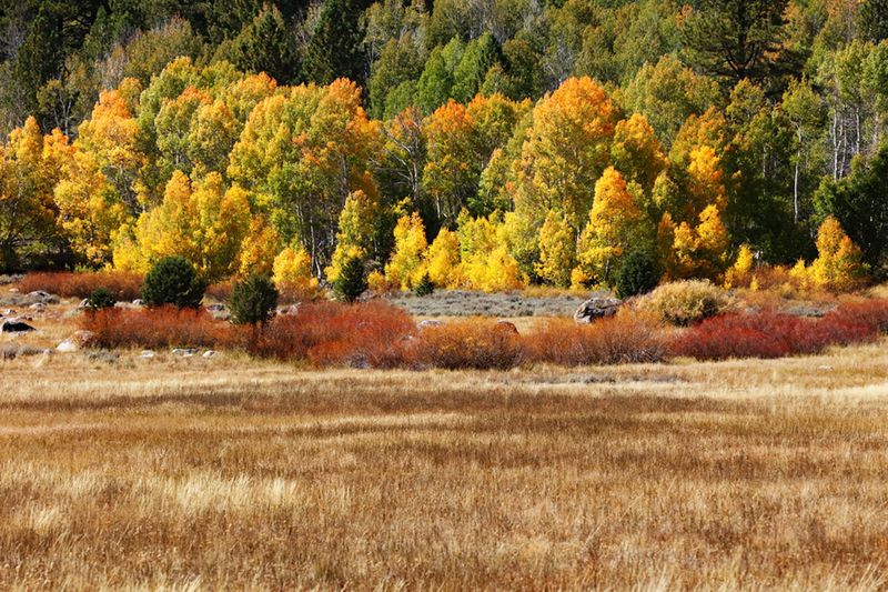 Autumn Color