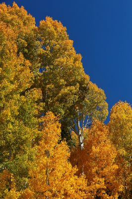 Shades of Gold & Yellow