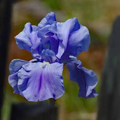 Fenced in Beauty