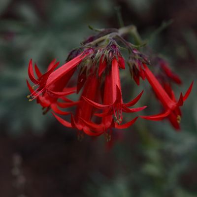Red Flower Gallery