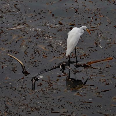 Walking on Water