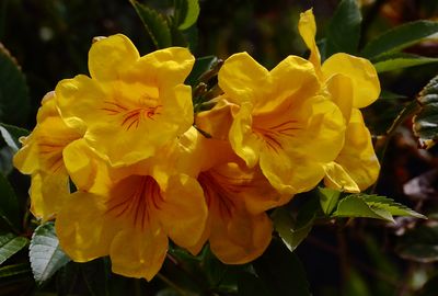 Yellow Flower Gallery