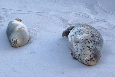 Seashore Animal Gallery