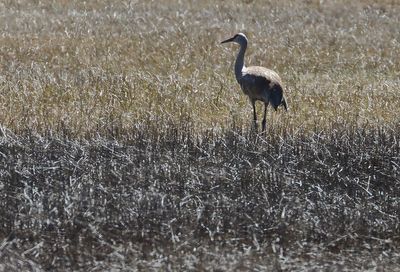 In the Twinkling Light of the Meadow