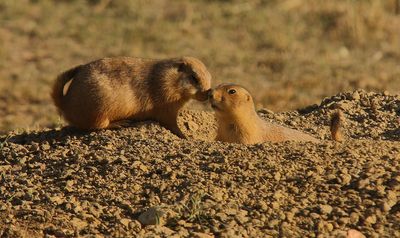Prairie Dog Gallery