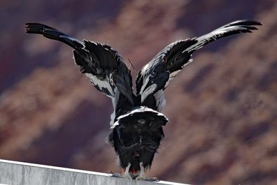 Ready for Condor Swan Dive