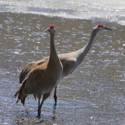 Sandhill Couple