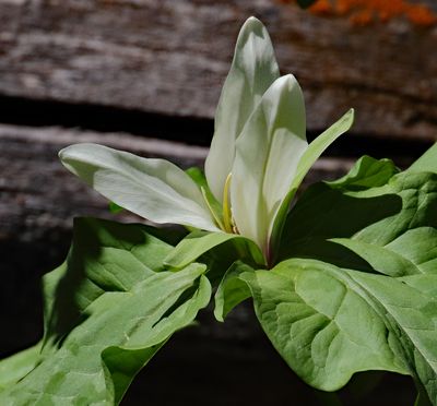 White Flower Gallery