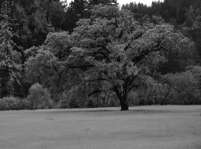 Mono Chrome Landscapes